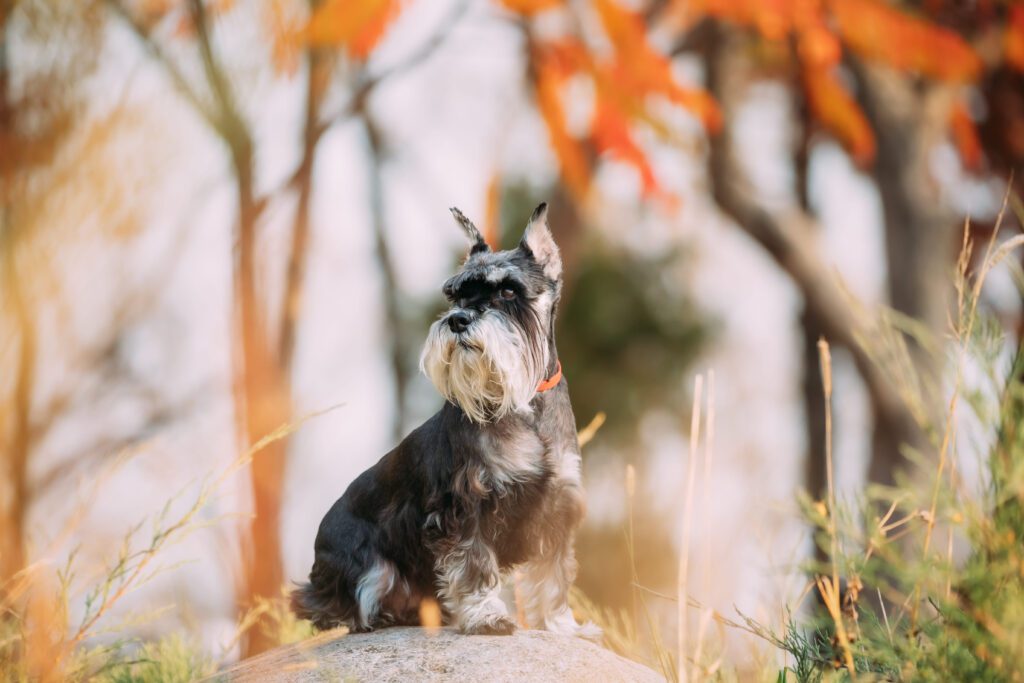 How To Adopt a Miniature Schnauzer in Maine