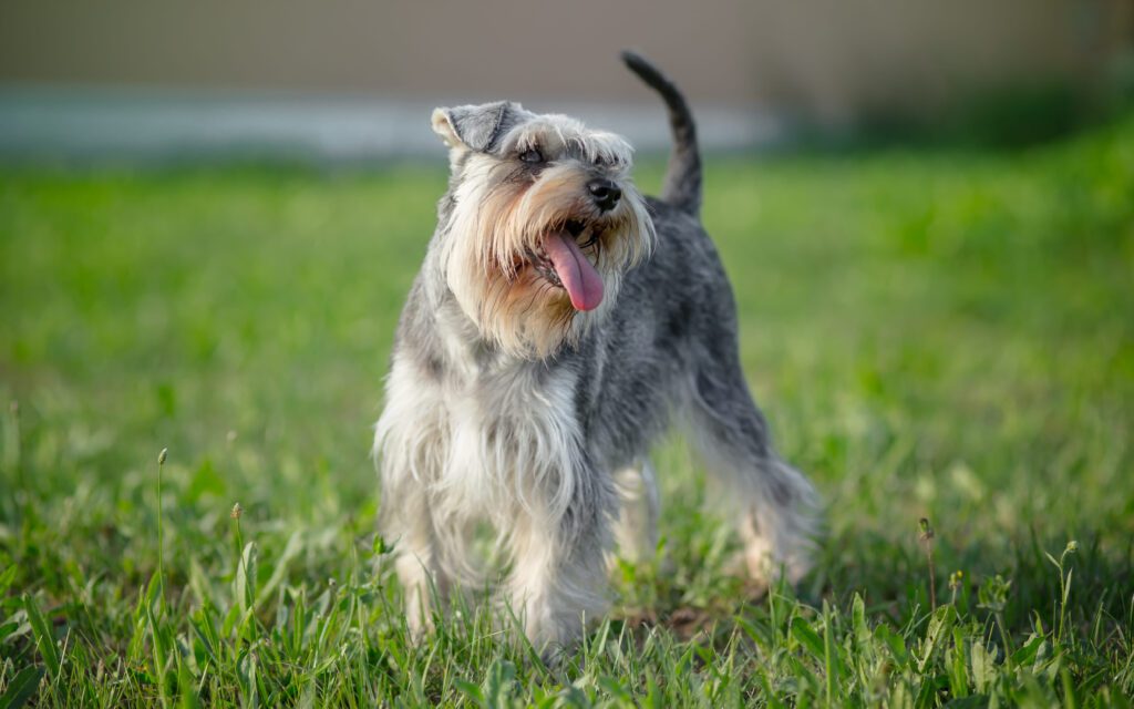 How to Adopt a Miniature Schnauzer