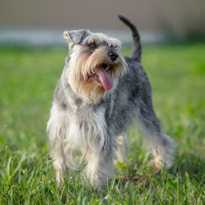 Miniature Schnauzer