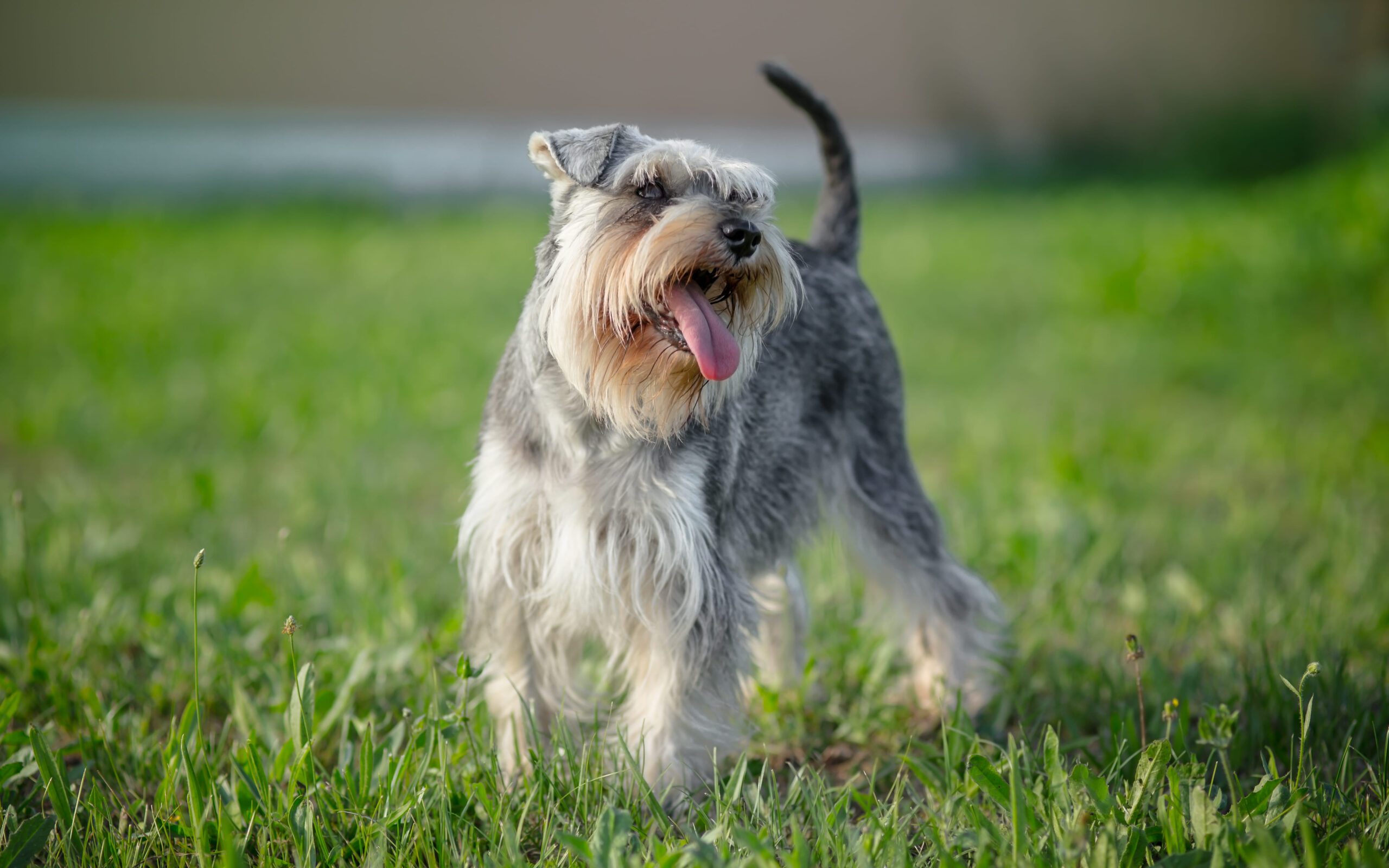 Miniature Schnauzer Adoption Guide