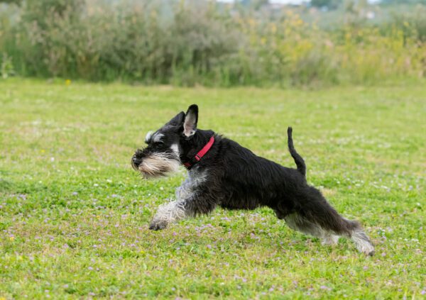 Miniature Schnauzer With A Black Coat And Red Collar Running Through A Grassy Field