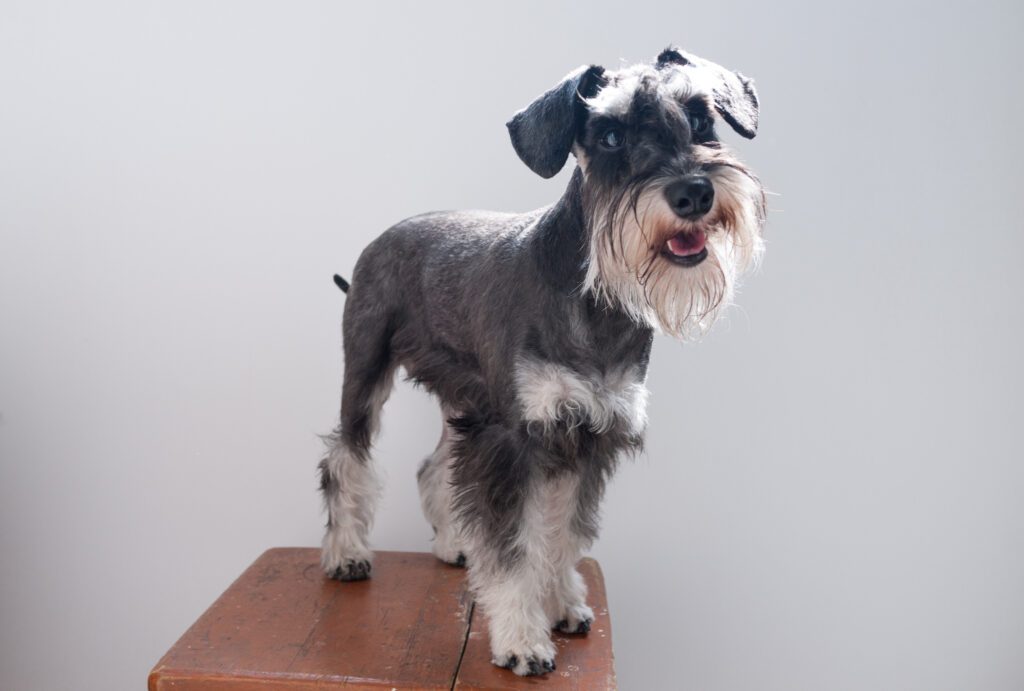 Miniature Schnauzer With A Classic Groomed Cut Standing On A Wooden Surface Against A Plain Grey Background