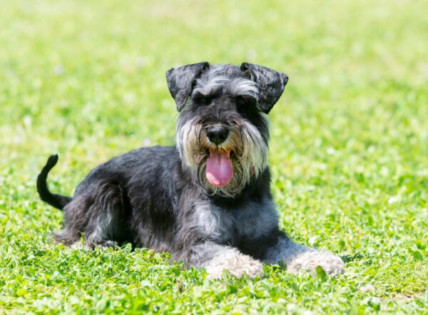 Miniature Schnauzer With Black And Silver Fur Lying Down On Green Grass With Its Tongue Out
