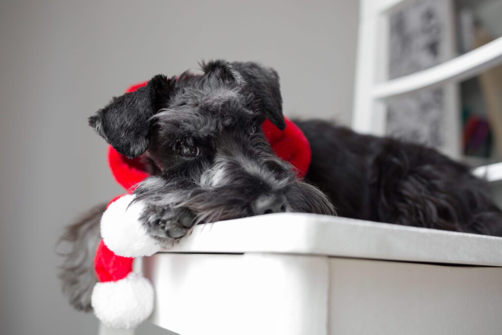 Miniature Schnauzer With Dark Fur Resting Its Head On A White Chair With A Red Blanket
