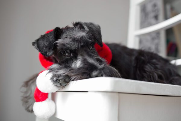 Miniature Schnauzer With Dark Fur Resting Its Head On A White Chair With A Red Blanket