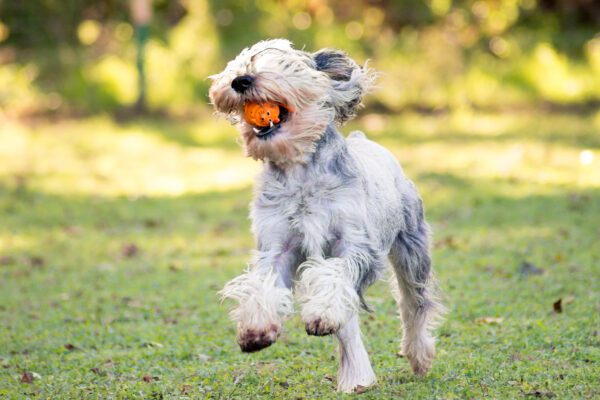 Miniature Schnauzer With Salt And Pepper Fur Jumping Or Running On Grass With An Orange Ball In Its Mouth