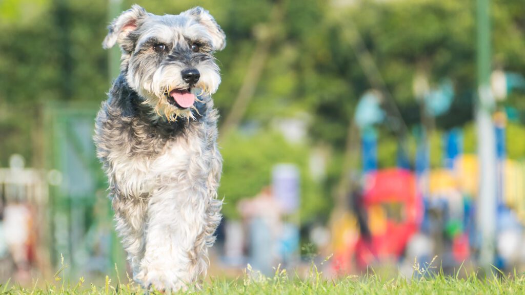 Miniature Schnauzer With Salt And Pepper Grooming Walking Through A Park With A Blurry Background.