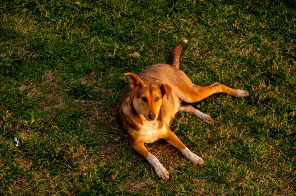 Mountain Cur Dog Lying On Grass In Sunlight