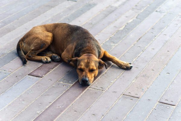 Mountain Cur Dog Sleeping On Wooden Deck