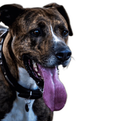 Mountain Cur