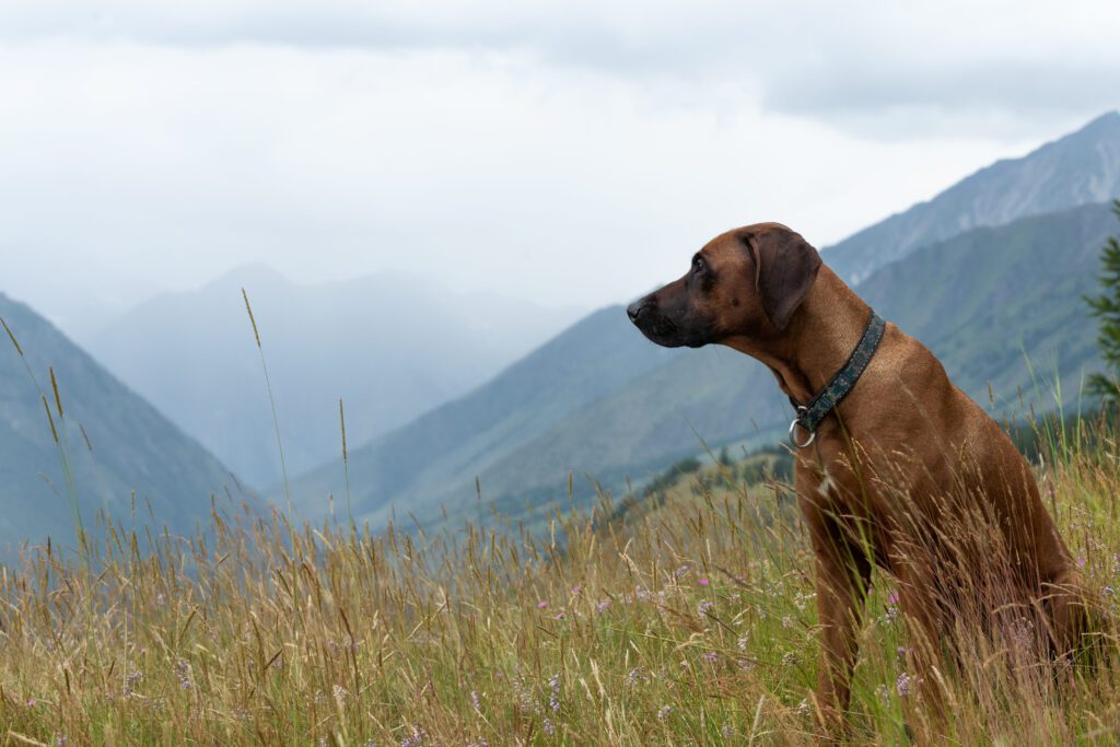 Mountain Cur Looking Over Misty Mountain Landscape