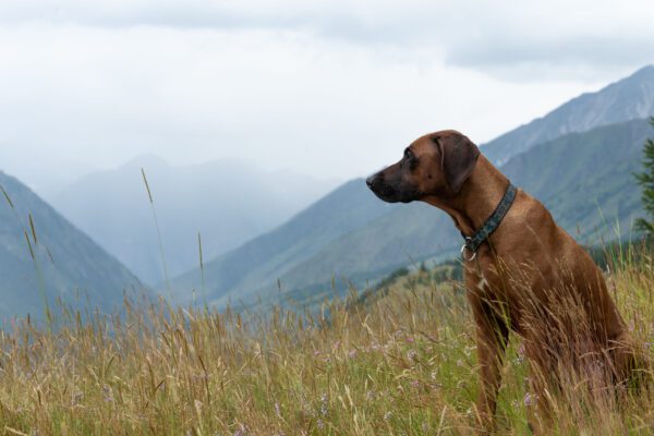 Mountain Cur Looking Over Misty Mountain Landscape