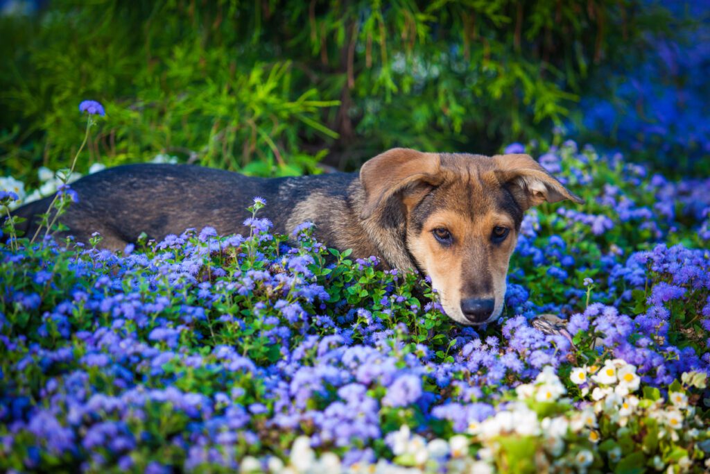 Mountain Cur Resting Among Purple Garden Flowers
