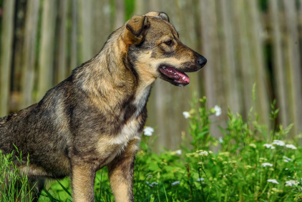 Mountain Cur Standing Alert In Green Forest