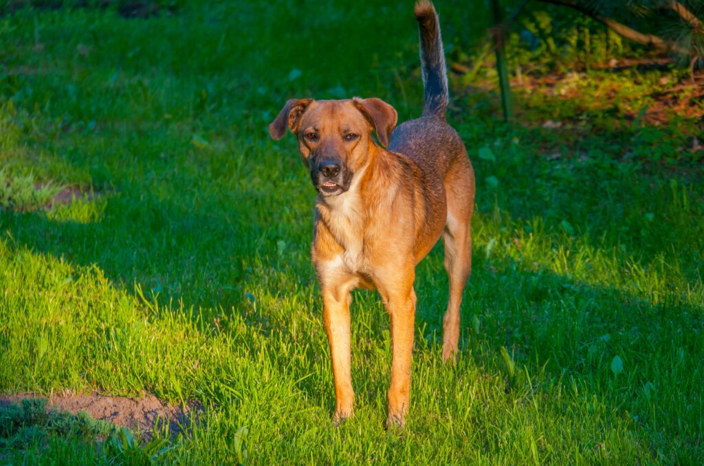 Mountain Cur Standing On Bright Green Grass Outdoors