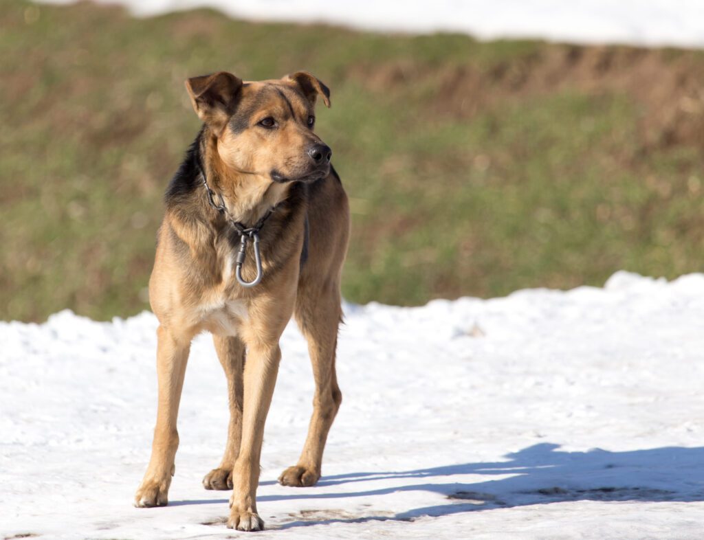 How to Adopt a Mountain Cur