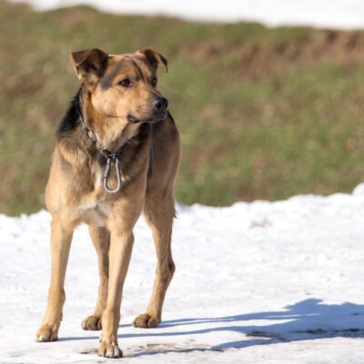 Mountain Cur