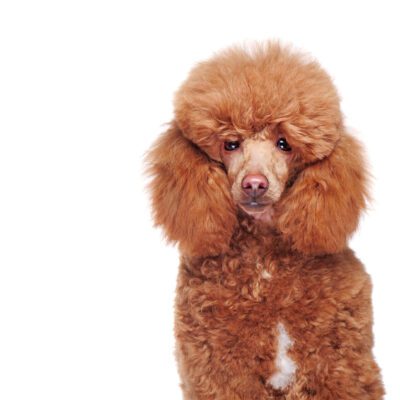 Moyen Poodle