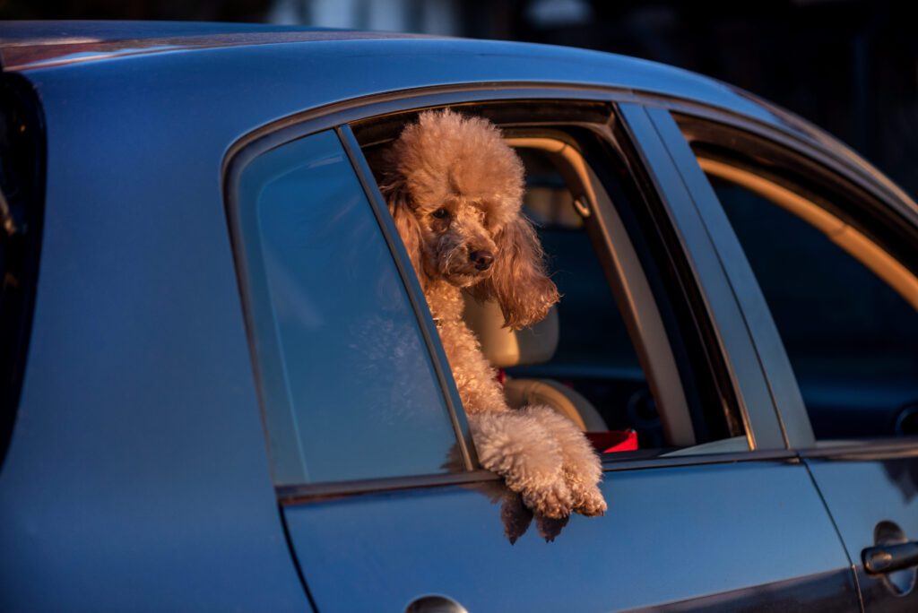 Moyen Poodle Looking Out Of Car Window