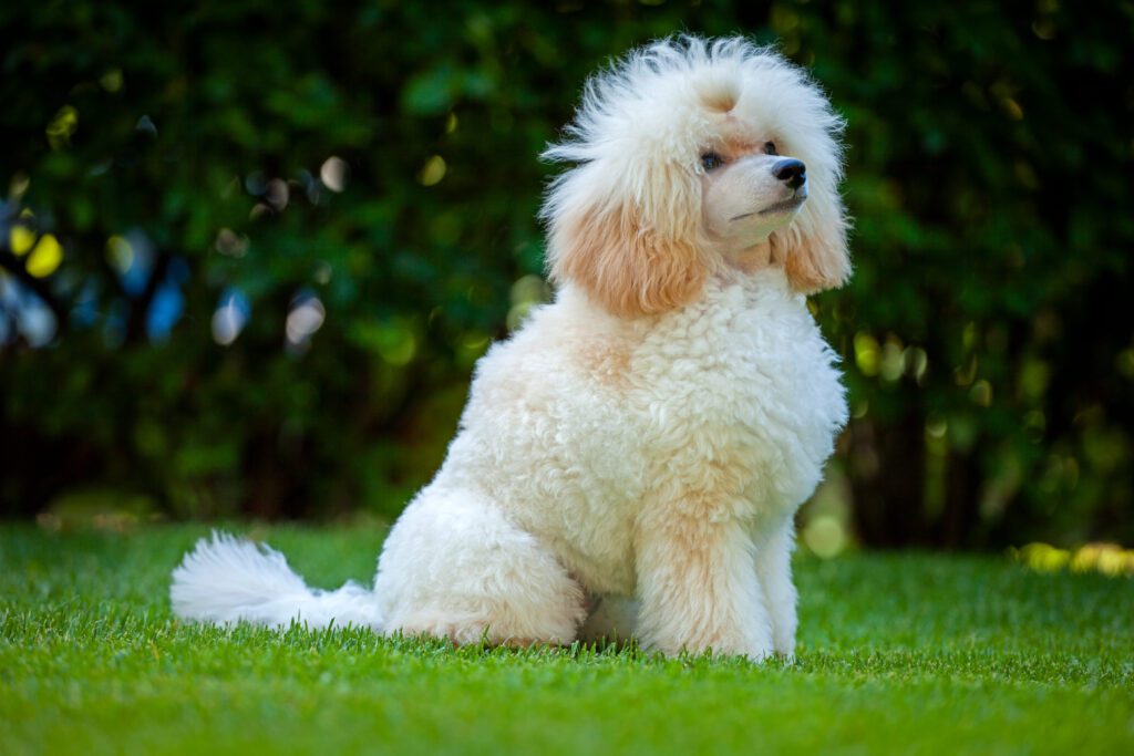 How to Adopt a Moyen Poodle