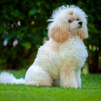Moyen Poodle