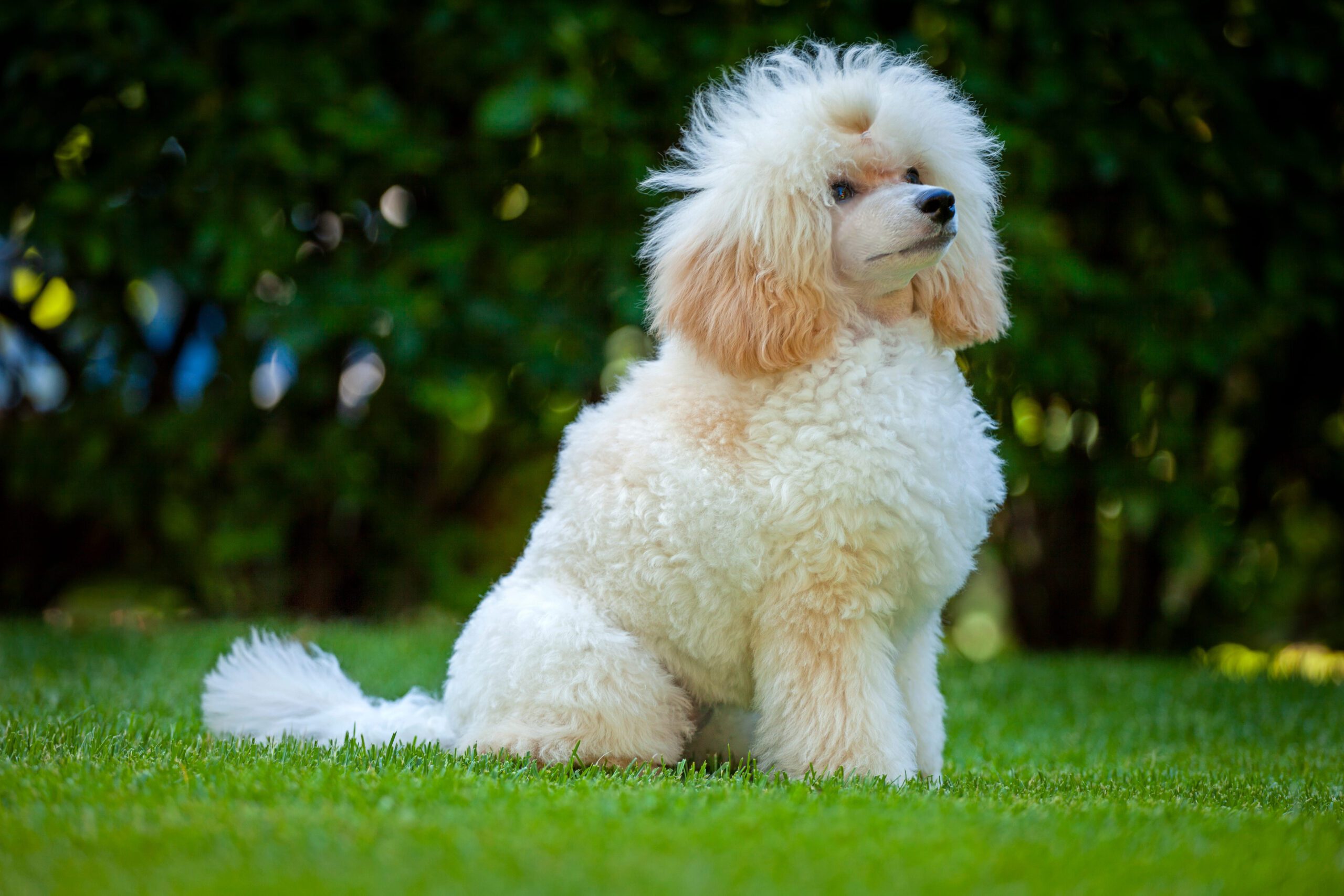 Moyen Poodle Adoption Guide
