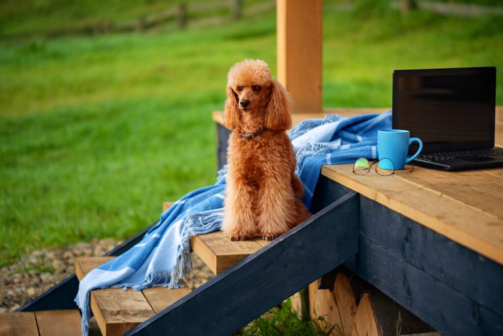 Moyen Poodle Sitting On Wooden Porch Outdoors