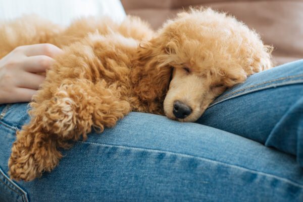 Moyen Poodle Sleeping On Person S Lap