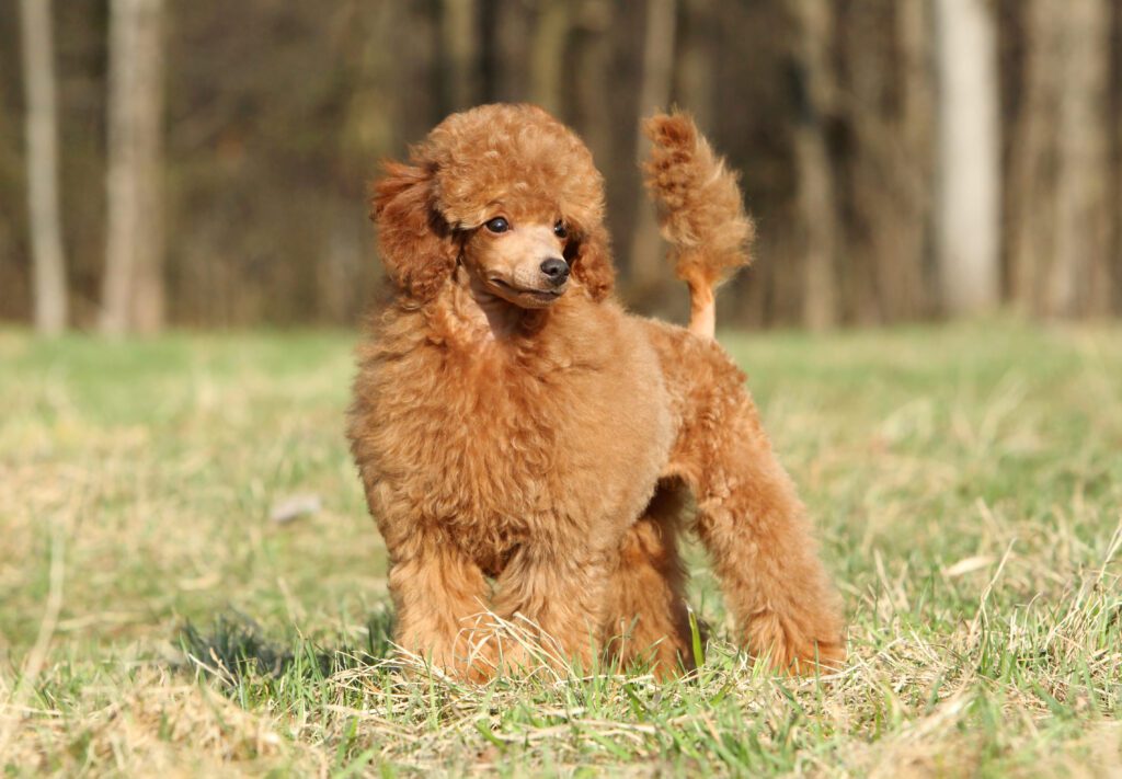 Moyen Poodle Standing On Grass In Park