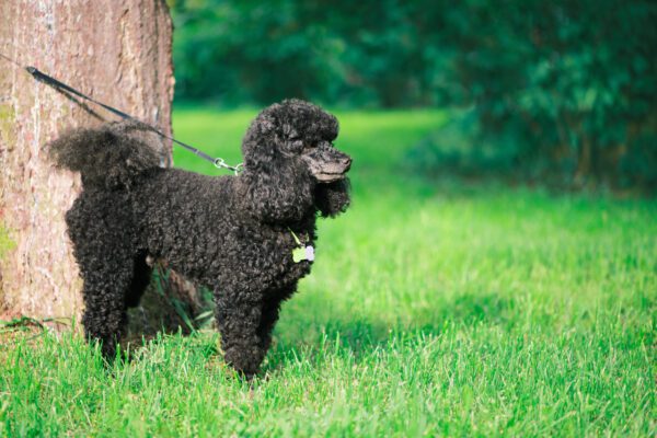 Moyen Poodle Standing On Grass Near Tree