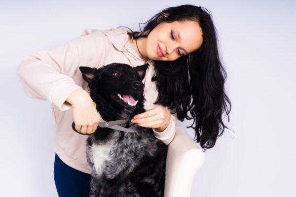 Mudi Dog Being Groomed By Woman Indoors
