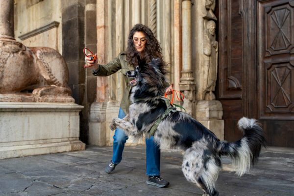 Mudi Dog Jumping Beside Woman Outdoors