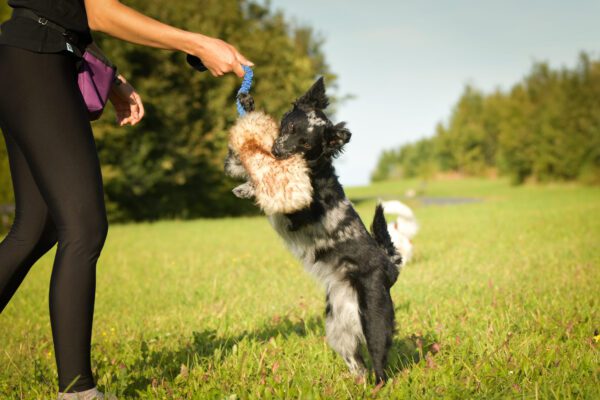 Mudi Dog Jumping Up To Grab Toy Outdoors