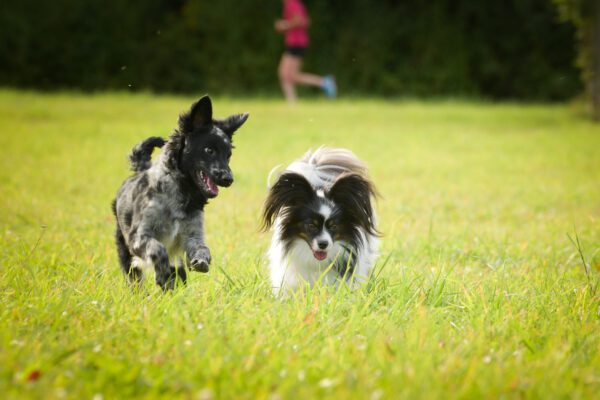Mudi Dog Running Across Grassy Field With Another Dog