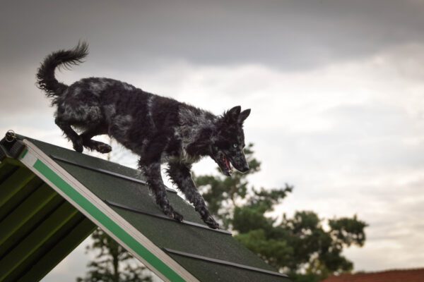 Mudi Dog Running Down Agility Ramp