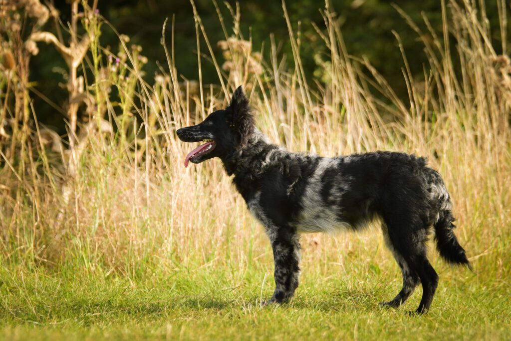 Mudi Dog Standing Alert In Tall Grass