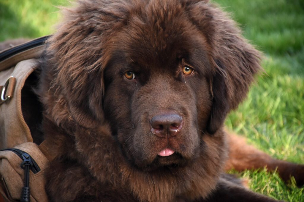 Newfoundland Dog Close Up Portrait With Fluffy Brown Coat