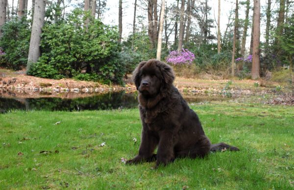 Newfoundland Puppy Sitting On Grass Outdoors
