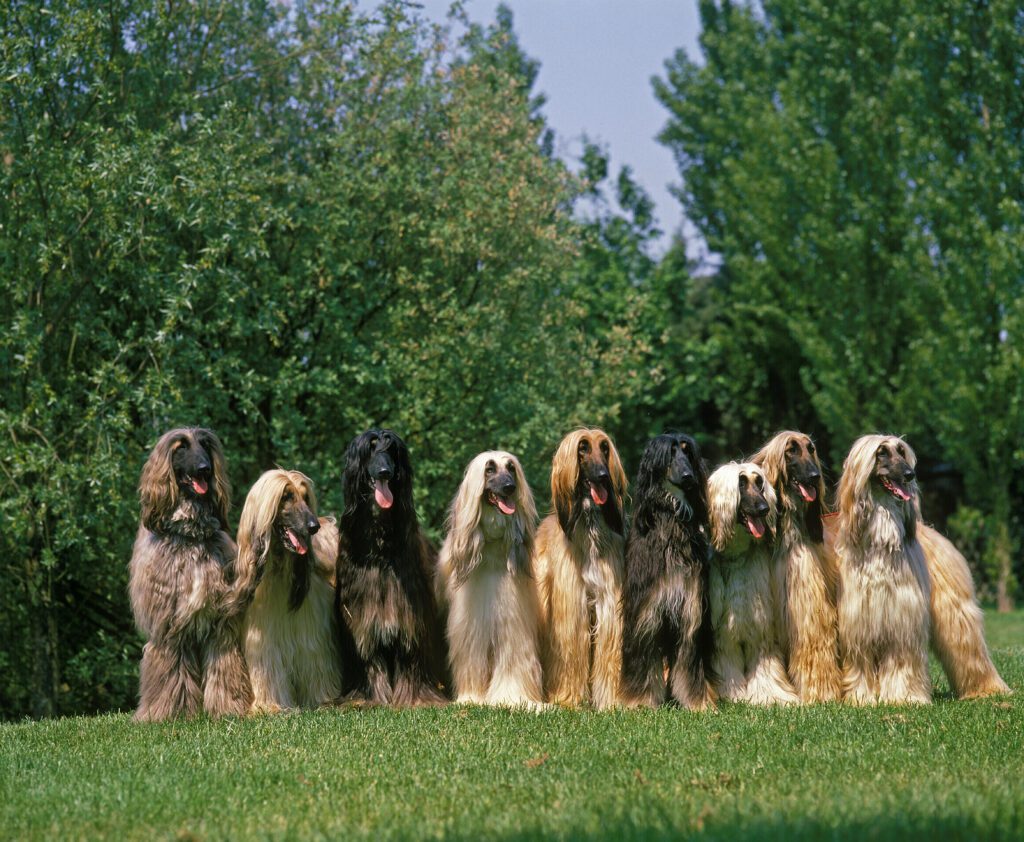 Nine Afghan Hound Standing On Green Lawn