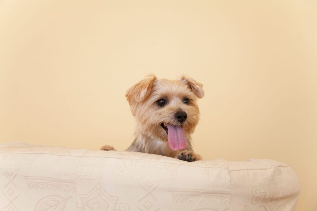 Norfolk Terrier Peeking Over Beige Surface