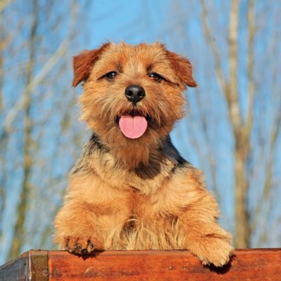 Norfolk Terrier