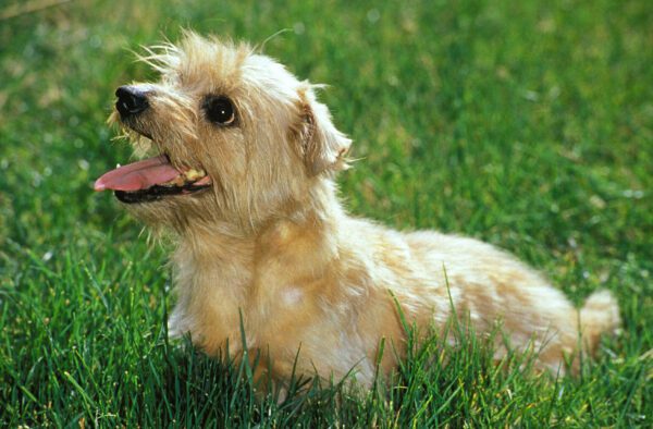 Norfolk Terrier Puppy Lying On Green Grass
