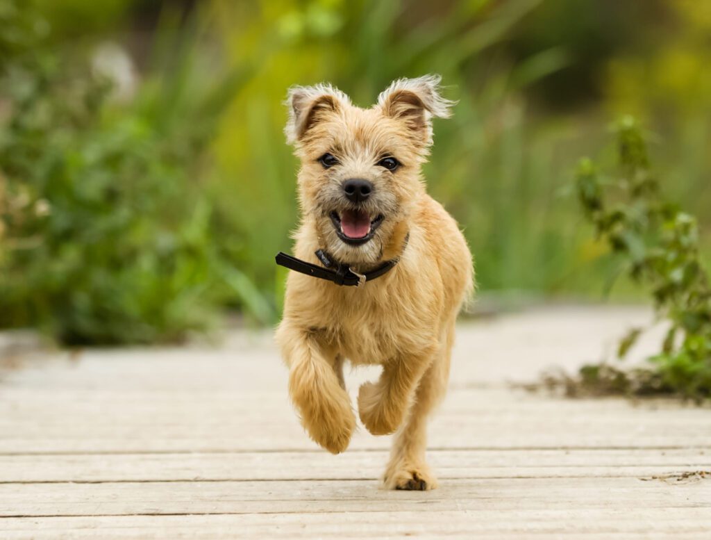Norfolk Terrier Running On Paved Path