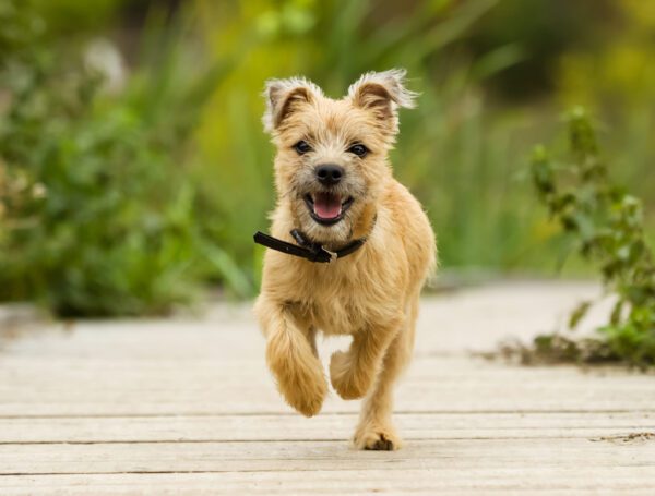Norfolk Terrier Running On Paved Path