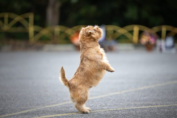 Norfolk Terrier Standing On Hind Legs Outdoors