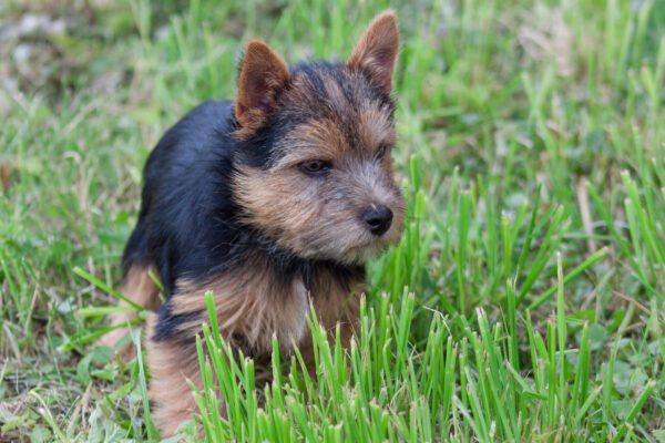 Norwich Terrier Puppy Standing In Tall Green Grass