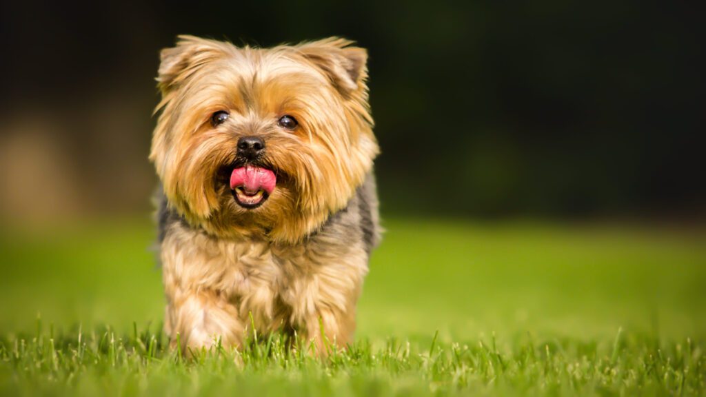 Norwich Terrier Running Across Green Grass