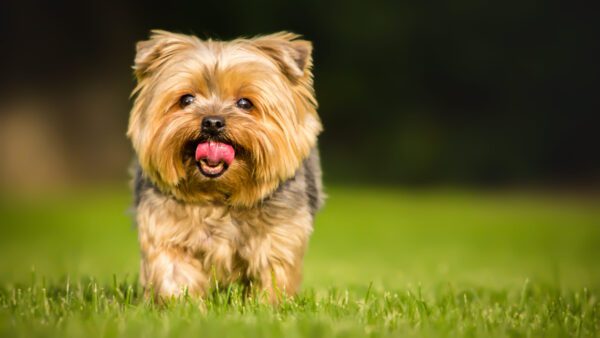 Norwich Terrier Running Across Green Grass