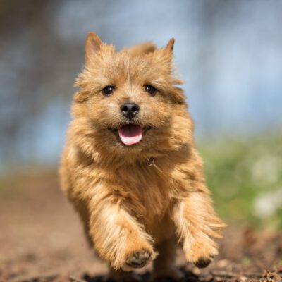 Norwich Terrier
