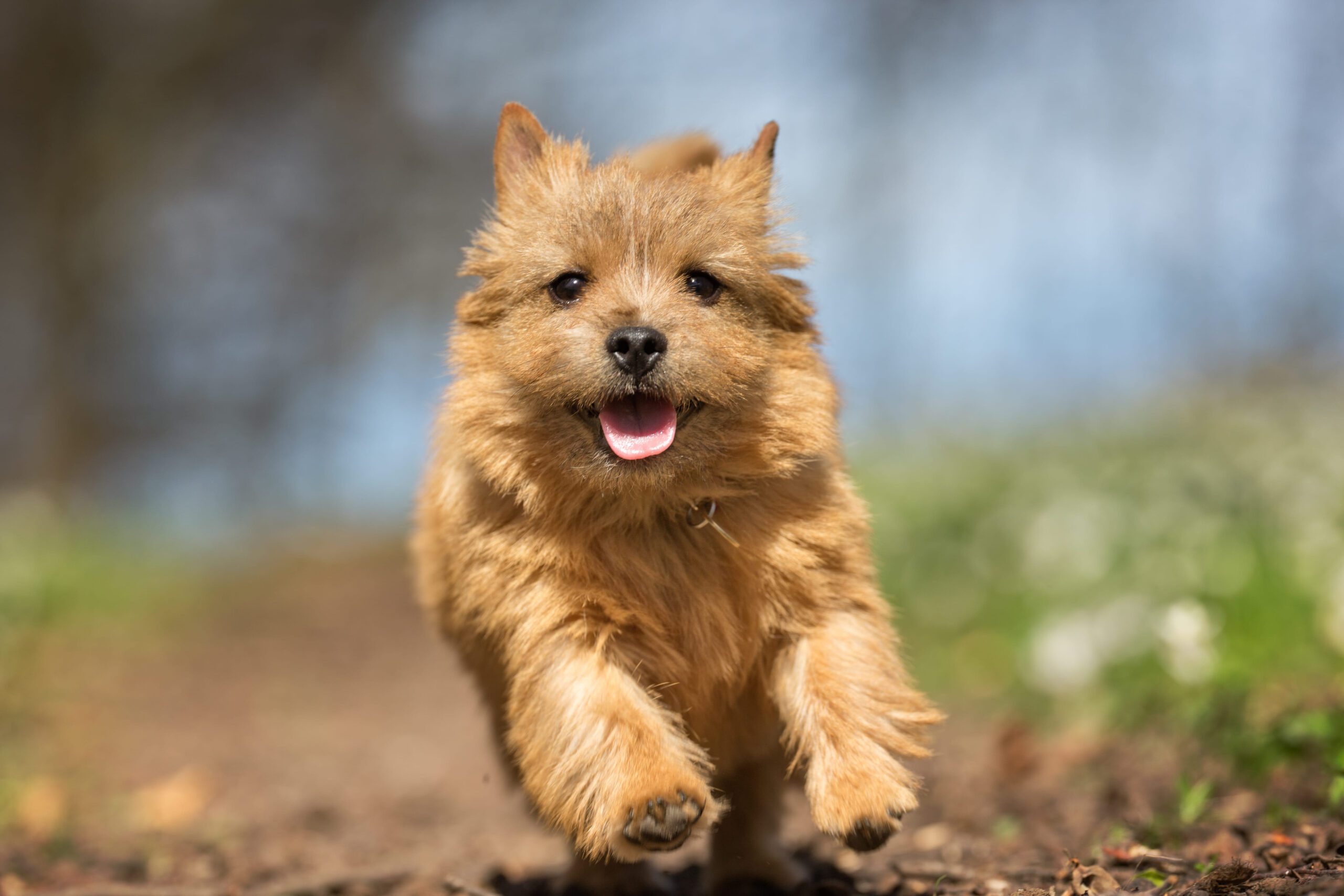 Norwich Terrier Adoption Guide